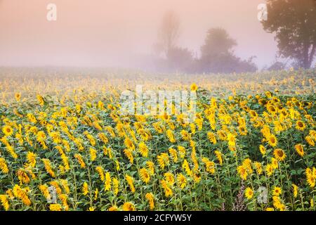 Un champ de tournesols dans la brume avant l'aube. Banque D'Images