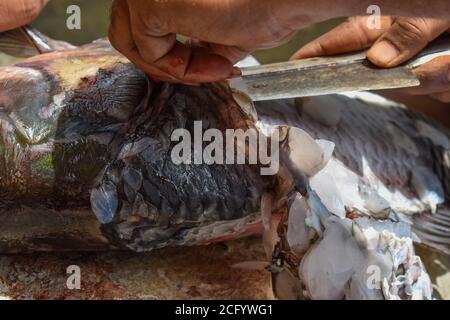 Écailles de poisson de Catla se retirant, ayant une faible profondeur de champ. Banque D'Images