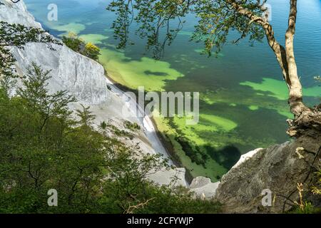 Steilküste und Kreidefelsen Møns Klint, Insel Mön, Dänemark, Europa | falaises escarpées de craie Moens Klint, île de Moen, Danemark, Europe Banque D'Images