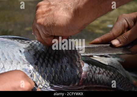 Écailles de poisson de Catla se retirant, ayant une faible profondeur de champ. Banque D'Images