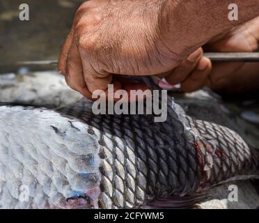 Écailles de poisson de Catla se retirant, ayant une faible profondeur de champ. Banque D'Images