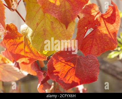 Vue sur le feuillage d'automne coloré de la vigne en cloak de Claret / Vitis Coignetiae est un arbuste à feuilles caduques vigoureux et des langoustes attirées tendriles Banque D'Images