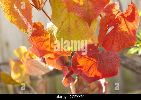 Vue sur le feuillage d'automne coloré de la vigne en cloak de Claret / Vitis Coignetiae est un arbuste à feuilles caduques vigoureux et des langoustes attirées tendriles Banque D'Images