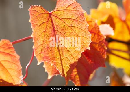 Vue sur le feuillage d'automne coloré de la vigne en cloak de Claret / Vitis Coignetiae est un arbuste à feuilles caduques vigoureux et des langoustes attirées tendriles Banque D'Images