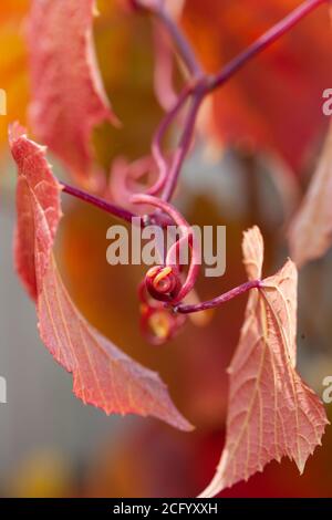 Vue sur le feuillage d'automne coloré de la vigne en cloak de Claret / Vitis Coignetiae est un arbuste à feuilles caduques vigoureux et des langoustes attirées tendriles Banque D'Images