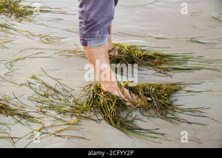 Les vagues et les algues se délavent autour des pieds sur la plage de sable Banque D'Images