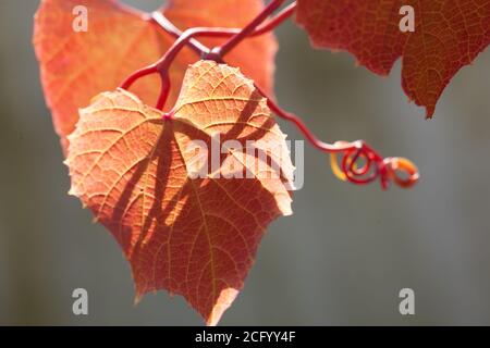 Résumé végétal coloré du feuillage d'automne de la vigne en cloak de Claret / Vitis Coignetiae arbustes grimpants à feuilles caduques vigoureux et attrayante tendriles lobés Banque D'Images