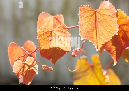 Résumé végétal coloré du feuillage d'automne de la vigne en cloak de Claret / Vitis Coignetiae arbustes grimpants à feuilles caduques vigoureux et attrayante tendriles lobés Banque D'Images