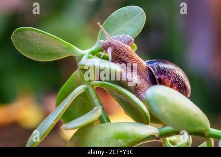 Gros escargot sur une branche d'arbre. Escargot comestible bourgudien, raisin ou romain de la famille des Helicidae. Gastéropodes respiratoires. Banque D'Images
