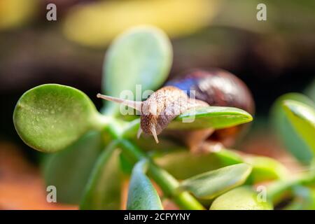 Gros escargot sur une branche d'arbre. Escargot comestible bourgudien, raisin ou romain de la famille des Helicidae. Gastéropodes respiratoires. Banque D'Images