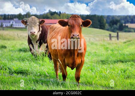 Deux vaches dans des terres vertes herbeuses un jour de début d'automne. Banque D'Images