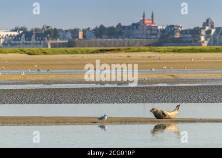 France, somme (80), Baie de somme, Saint-Valery-sur-somme, certains phoques viennent parfois se reposer dans le chenal de la somme près de Saint-Valery et sont des bouriosit Banque D'Images