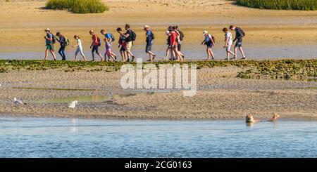 France, somme (80), Baie de somme, Saint-Valery-sur-somme, certains phoques viennent parfois se reposer dans le chenal de la somme près de Saint-Valery et sont des bouriosit Banque D'Images