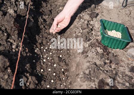 Semis de pois, début, dans un potager Banque D'Images