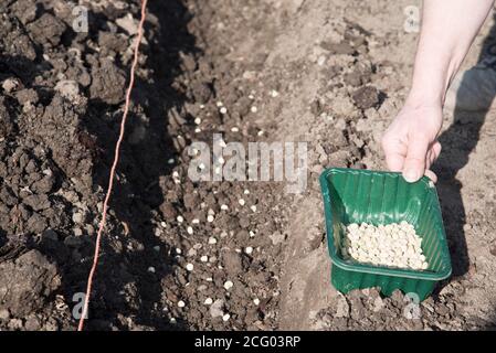 Semis de pois, début, dans un potager Banque D'Images