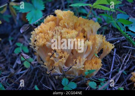 Les champignons Ramaria flava poussent dans le bois. Belles petites plantes comestibles fraîches et saines. Banque D'Images