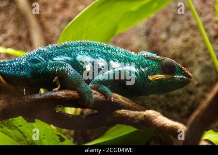 Caméléon ; sur branche, vert, œil bombant, peau rugueuse, faune, animal, espèces de lézard ; Aquarium des Bermudes ; Musée ; Zoo ; Flatts Village ; Bermudes Banque D'Images