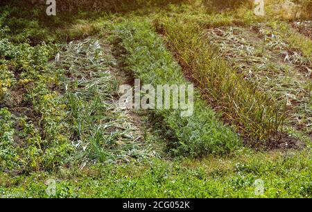 Jardin de légumes en été. Oignons, carottes, pommes de terre et garlics poussant sur les lits de jardin Banque D'Images