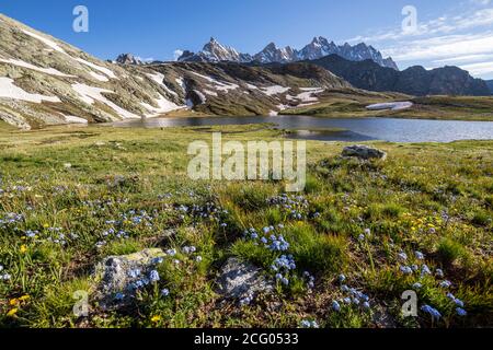France, Alpes-de-haute-Provence, Saint-Paul-sur-Ubaye, parterre d'Alpine Forget-Me-Not (Myosotis alpestris), lacs de Roure, en arrière-plan l'Aigui Banque D'Images