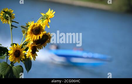 Mayence, Allemagne. 08 septembre 2020. Des tournesols se trouvent sur les rives du Rhin, dans la capitale de l'État. Credit: Andreas Arnold/dpa/Alay Live News Banque D'Images