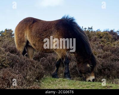 Exmoor Pony sur Exmoor utilisé pour la conservation Banque D'Images