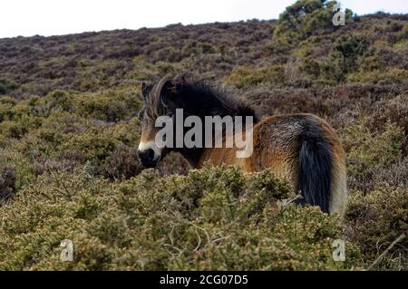 Exmoor Pony sur Exmoor utilisé pour la conservation Banque D'Images