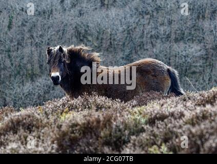 Exmoor Pony sur Exmoor utilisé pour la conservation Banque D'Images