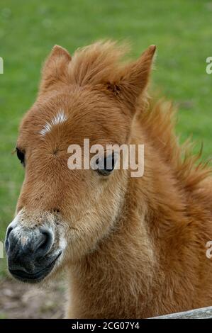 Exmoor Pony sur Exmoor utilisé pour la conservation Banque D'Images