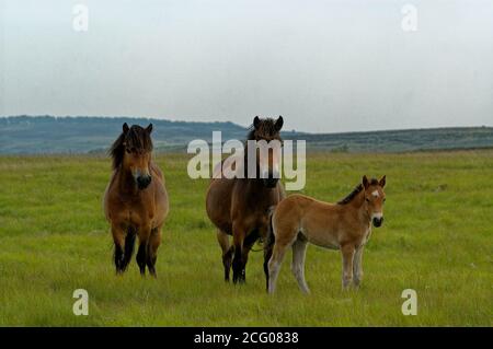 Exmoor Pony sur Exmoor utilisé pour la conservation Banque D'Images