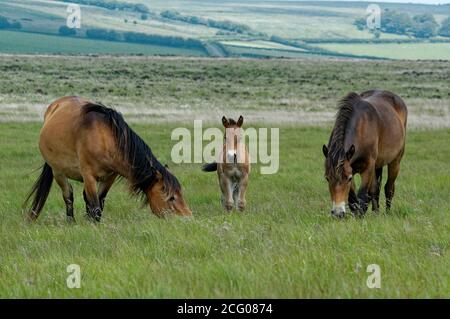 Exmoor Pony sur Exmoor utilisé pour la conservation Banque D'Images