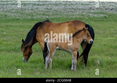 Exmoor Pony sur Exmoor utilisé pour la conservation Banque D'Images