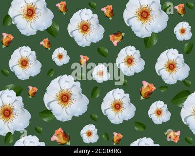 Motif sans couture avec fleurs blanches sur fond vert Banque D'Images