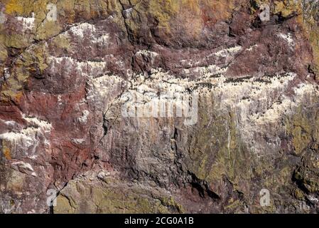 Sentier côtier de St Abbs, Écosse Banque D'Images