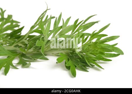 Branche Artemisia absinthium isolée sur fond blanc Banque D'Images