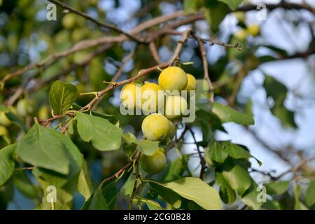 Prune. Prunes fraîches. Récolte. Récolte d'automne. Automne. Prunes jaunes. Photo de nourriture. Récolte de la prune jaune. Verger. Une vie saine. Agriculture. Backgrou Banque D'Images