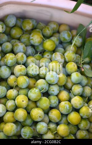 Prune. Prunes fraîches. Récolte. Récolte d'automne. Automne. Prunes jaunes. Photo de nourriture. Récolte de la prune jaune. Verger. Une vie saine. Agriculture Banque D'Images