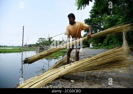 8 septembre 2020, Barpeta, Assam, Inde: Un agriculteur porte des tiges de jute pour extraire des fibres après la récolte, dans le district de Barpeta, à Assam. Le jute, également connu sous le nom de fibre dorée, joue un rôle important dans l'économie indienne. (Image de crédit : © David Talukdar/ZUMA Wire) Banque D'Images