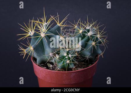 Petit cactus dans pot rouge isolé sur fond noir Banque D'Images