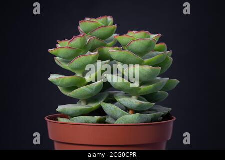 Beau groupe de crassula perforata en pot rouge isolé sur arrière-plan noir Banque D'Images