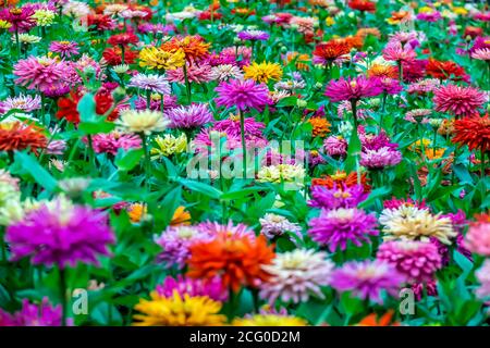 de nombreuses fleurs de différentes fleurs poussent sur un lit de fleurs Banque D'Images