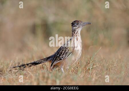 Greater Roadrunner (Geococcyx californianus), Texas du Sud, États-Unis Banque D'Images
