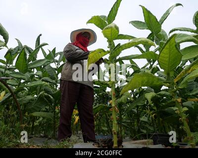 Temanggung, Indonésie. 04e août 2020. Un cultivateur de tabac a vu des plants de tabac qui tenaient de fumer dans le village de Glapansari, dans le district de Parakan, à Temanggung Regency, dans le centre de Java, en Indonésie. Les prix du tabac ont chuté en raison de l'incidence de l'éclosion du coronavirus. (Photo par Fitria Nurani/INA photo Agency) Credit: SIPA USA/Alay Live News Banque D'Images