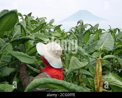 Temanggung, Indonésie. 04e août 2020. Un cultivateur de tabac a vu des plants de tabac qui tenaient de fumer dans le village de Glapansari, dans le district de Parakan, à Temanggung Regency, dans le centre de Java, en Indonésie. Les prix du tabac ont chuté en raison de l'incidence de l'éclosion du coronavirus. (Photo par Fitria Nurani/INA photo Agency) Credit: SIPA USA/Alay Live News Banque D'Images