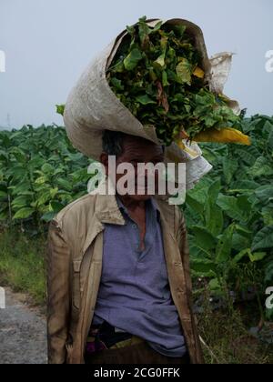 Temanggung, Indonésie. 04e août 2020. On voit un cultivateur de tabac transporter du tabac dans le village de Glapansari, dans le district de Parakan, à Temanggung Regency, dans le centre de Java, en Indonésie. Les prix du tabac ont chuté en raison de l'impact de l'épidémie de virus corona. (Photo par Fitria Nurani/INA photo Agency) Credit: SIPA USA/Alay Live News Banque D'Images