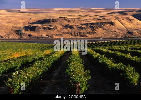 Maryhill Winery Vineyard, comté de Klickitat, Washington Banque D'Images