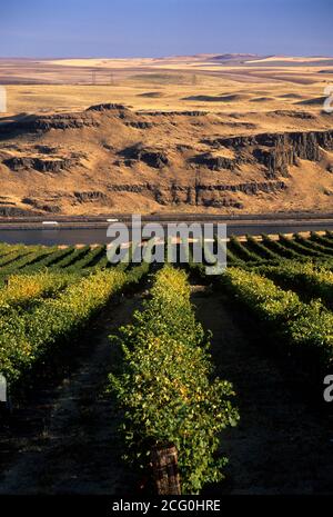 Maryhill Winery Vineyard, comté de Klickitat, Washington Banque D'Images