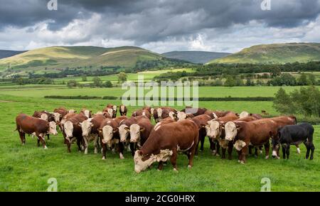 Troupeau de jeunes taureaux de Hereford dans des pâturages près de Kirkby Lonsdale avec des coquillages de Barbondale en arrière-plan, Cumbria, Royaume-Uni. Banque D'Images