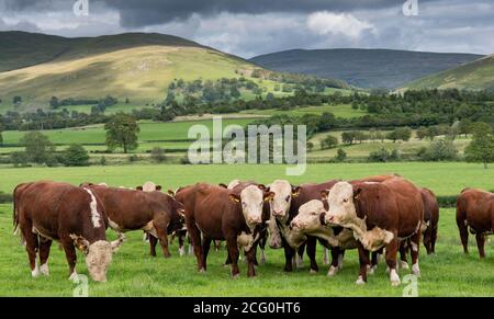 Troupeau de jeunes taureaux de Hereford dans des pâturages près de Kirkby Lonsdale avec des coquillages de Barbondale en arrière-plan, Cumbria, Royaume-Uni. Banque D'Images