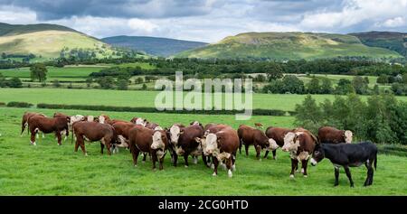 Troupeau de jeunes taureaux de Hereford dans des pâturages près de Kirkby Lonsdale avec des coquillages de Barbondale en arrière-plan, Cumbria, Royaume-Uni. Banque D'Images