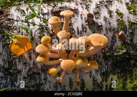 Champignons comestibles tardifs miel agarics sur un bouleau. Cueillette des champignons d'automne Banque D'Images